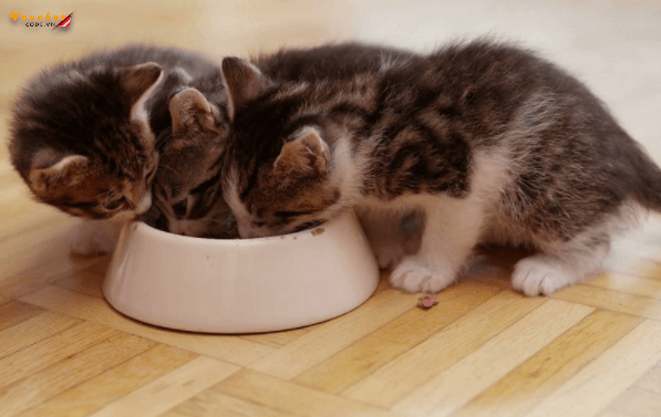 Top 9 thức ăn cho mèo con loại nào tốt, giá bình dân